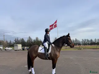 hästar Amazing mare for sale - Annons 2