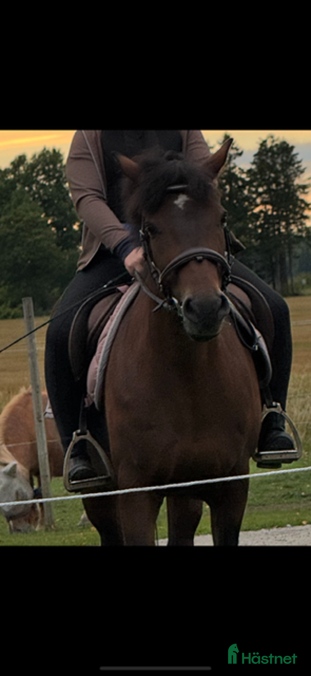 Allround hästar till salu: Bästa vännen säljes  i Mellerud - Annons 5