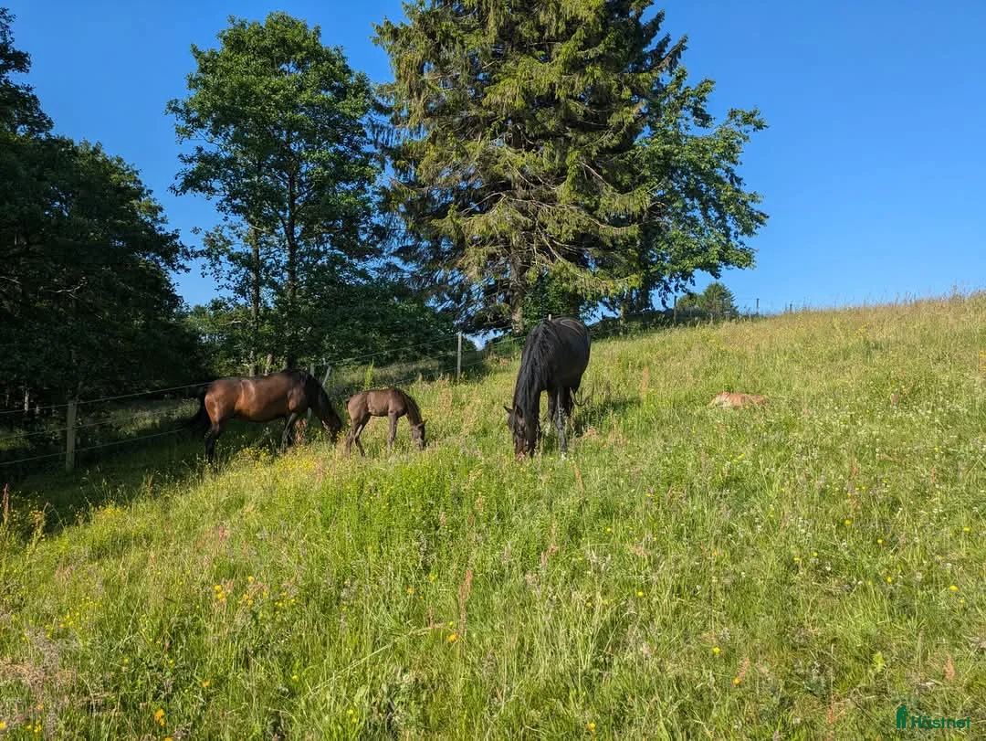  stallplats finnes: 1 ledig plats på underbar lösdrift  i Hörby - Annons 3