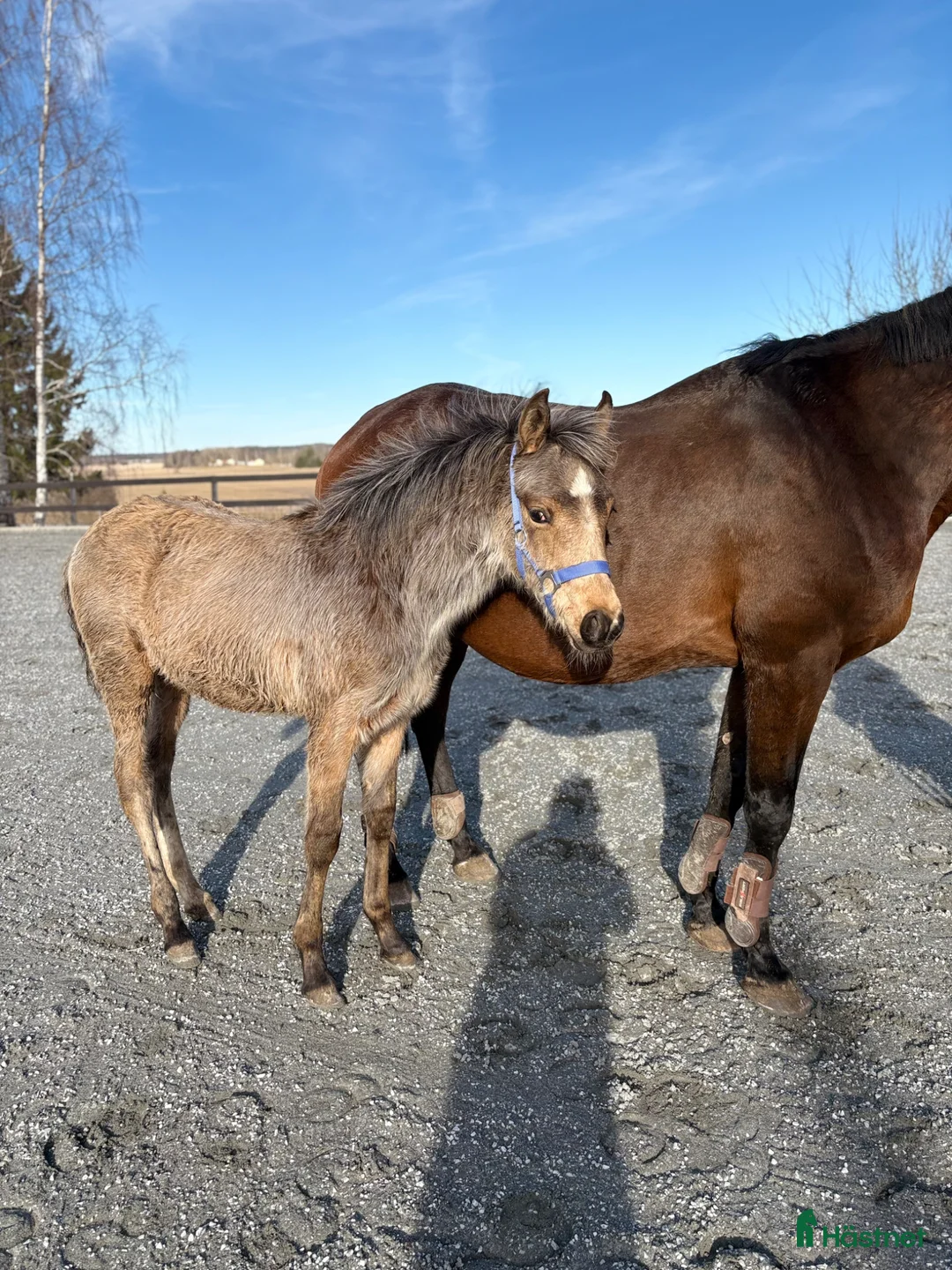 Allround hästar till salu: Killen med cool färg  - Annons 2