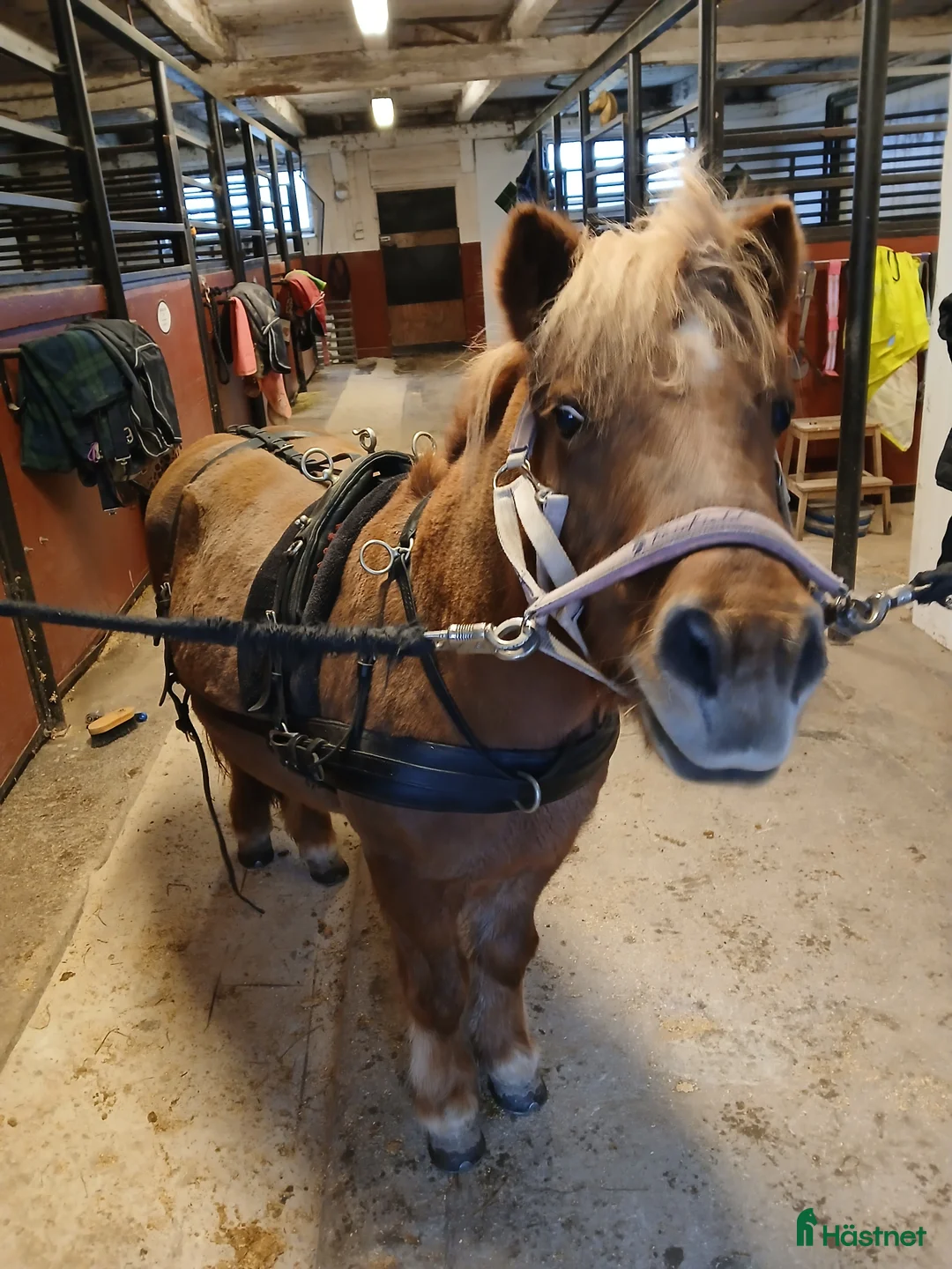 Körselar körning till salu: Parsele shettis i Björkvik - Annons 3