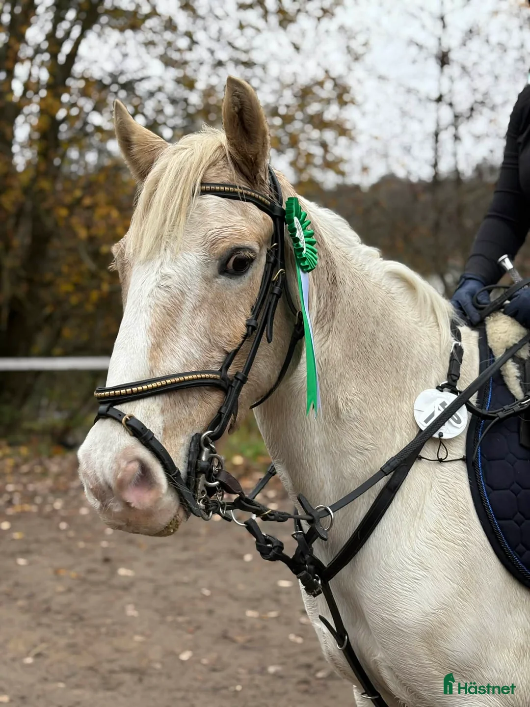 Allround hästar till salu: Ponny söker ny bästis - Annons 1