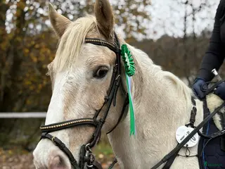 hästar Ponny söker ny bästis - Annons 13