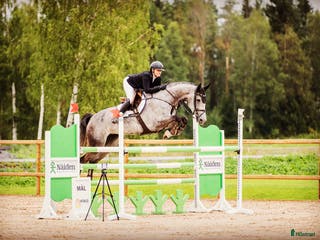 hästar Fantastisk tävlingshäst - Annons 22