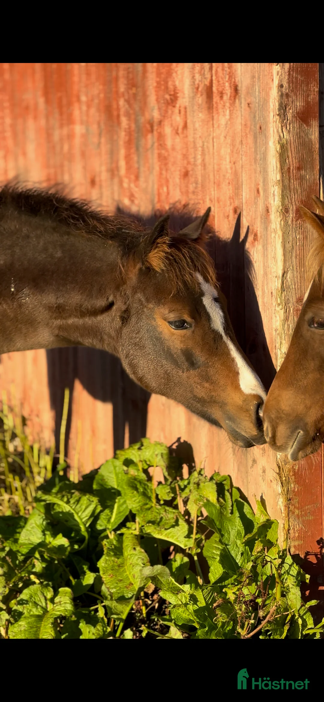 Western hästar till salu: Quartersto i Tidaholm - Annons 2