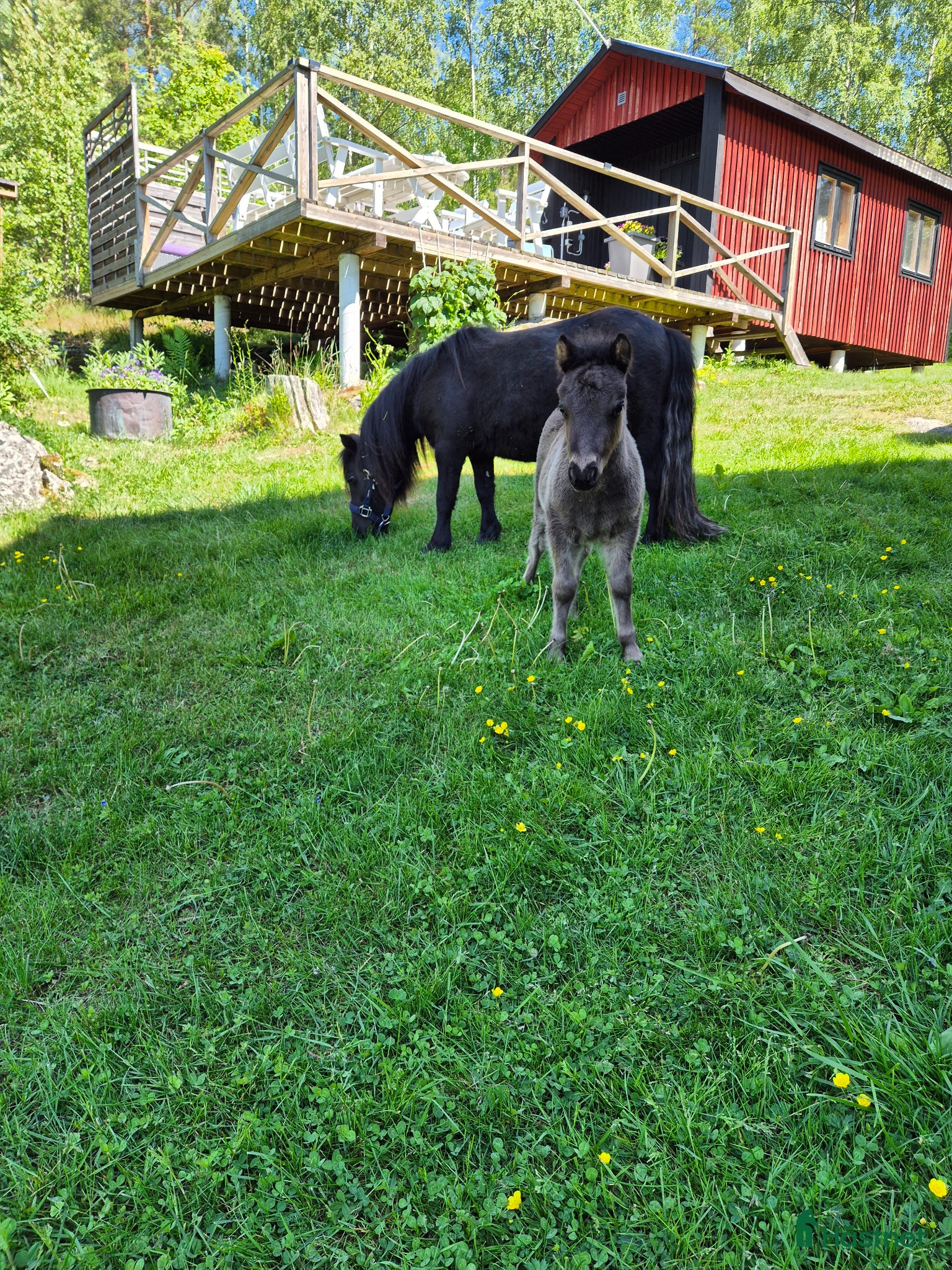  hästar Underbart hingstföl söker sitt egna hem - Annons 1