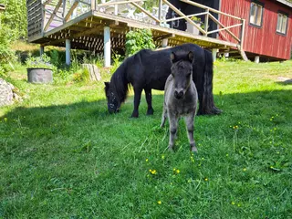 hästar Underbart hingstföl söker sitt egna hem - Annons 1