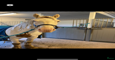  stallplats i Partille - Annons 11