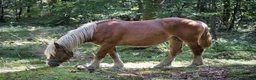Allround hästar till salu: Ardenner ungston - Annons 4