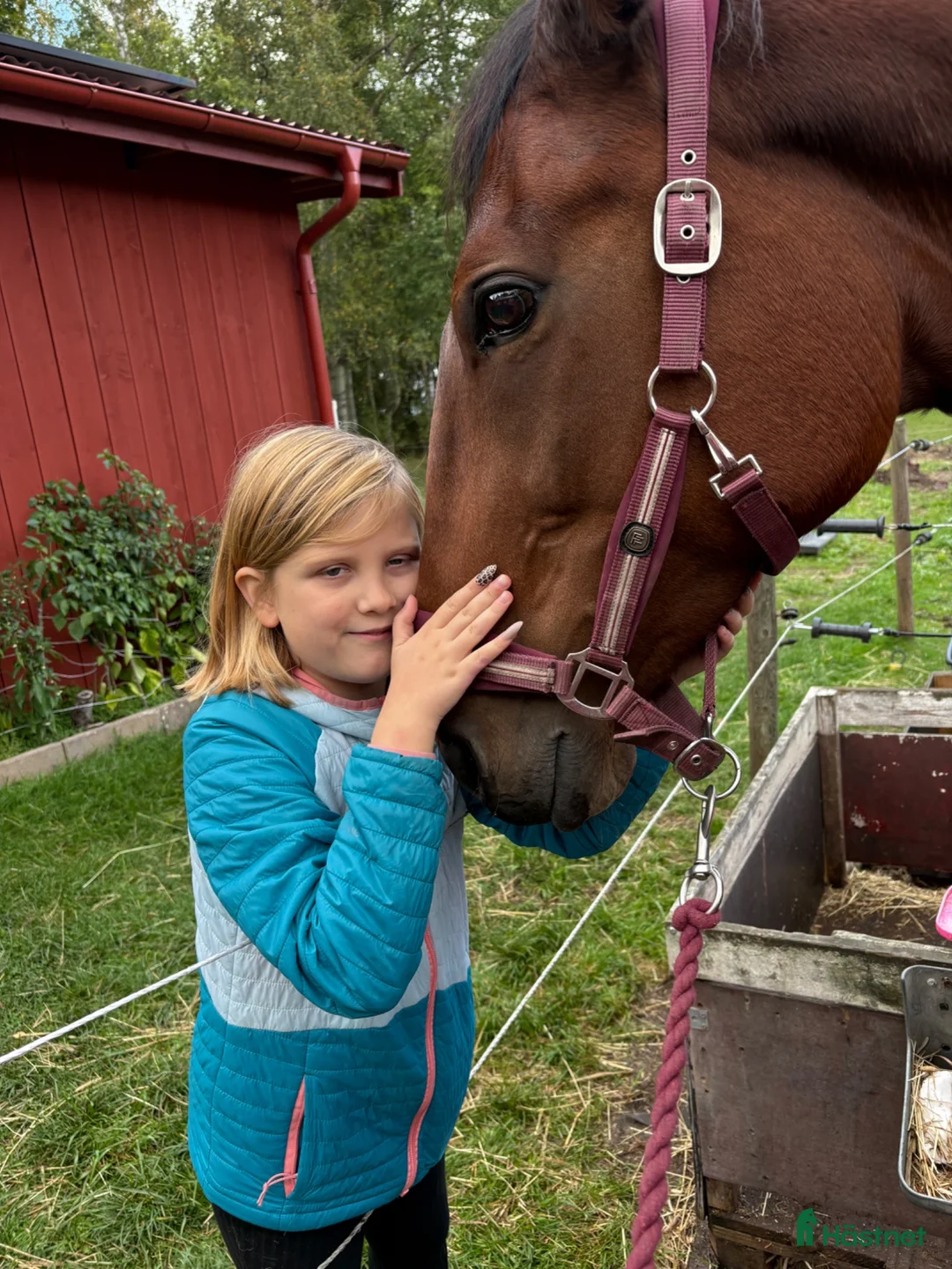 Sällskap hästar till salu: Sällskap häst i Vinninga - Annons 15