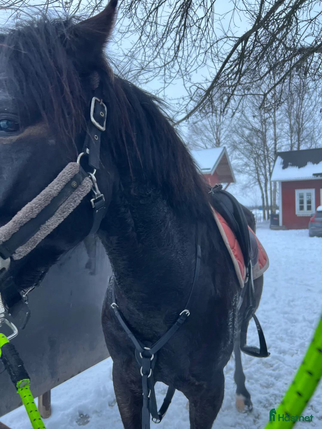 Sadeltillbehör hästutrustning till salu: Fin Treadstone förbygel - Annons 1