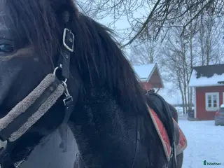 Sadeltillbehör hästutrustning Fin Treadstone förbygel - Annons 8