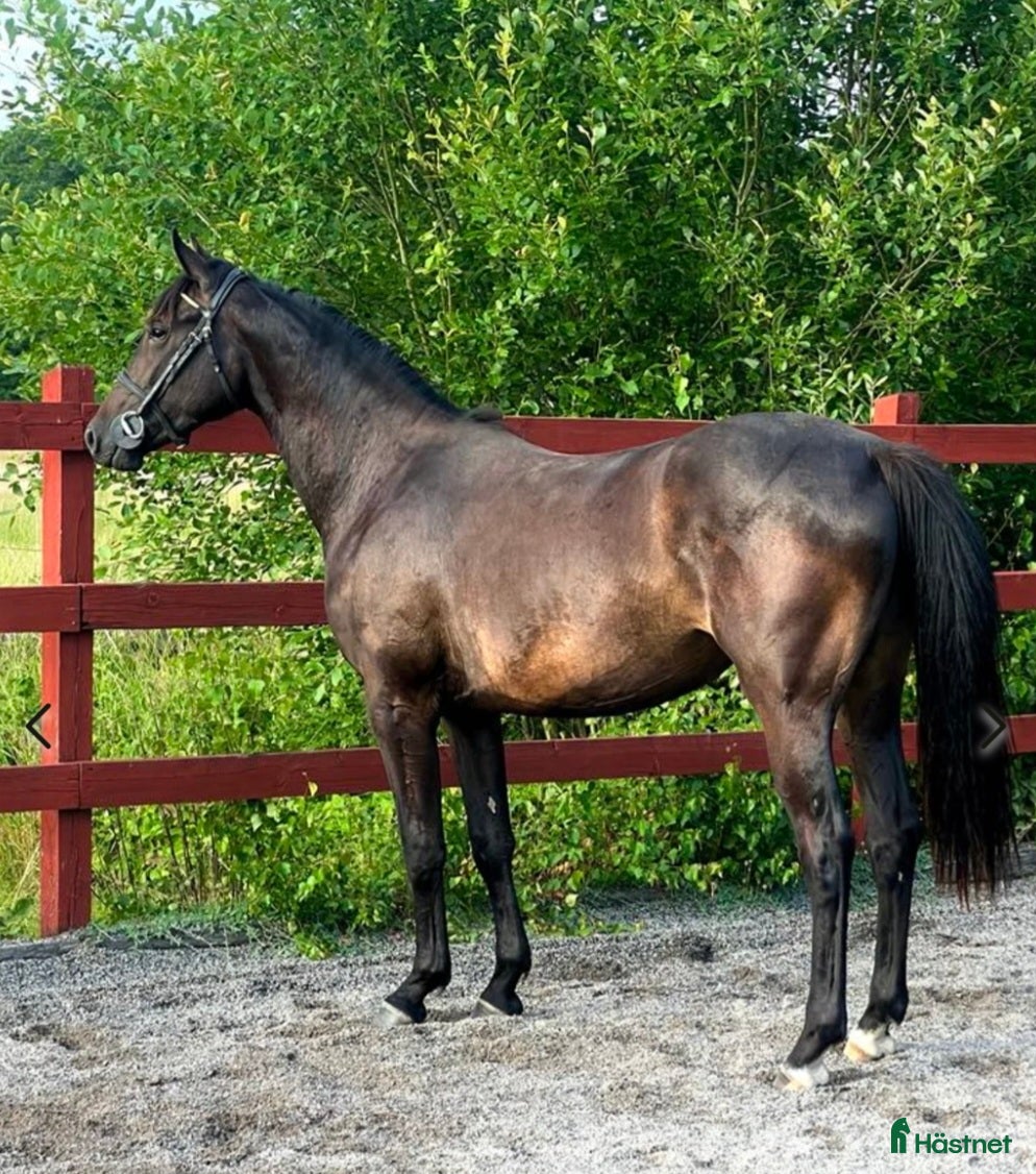  hästar Superfint halvblod - Annons 18