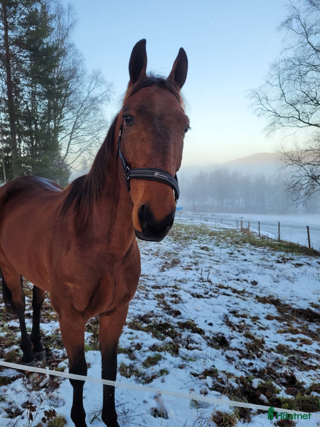 Övrigt hästar till salu: SÖKER NYTT HEM i Skog - Annons 2