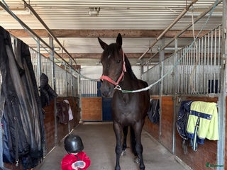 hästar Lyxsigt varmblodstravar sto i Iggesund - Annons 7