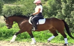 Allround hästar till salu: Gorgeous, sweet and ready for anything allrounder i Örsundsbro - Annons 11