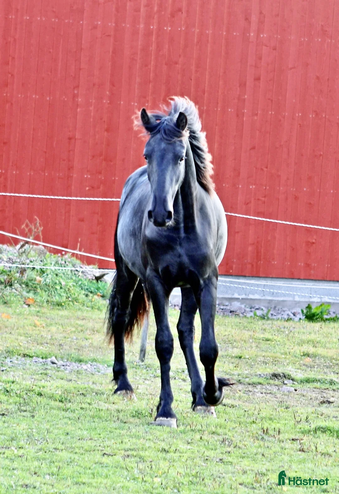 Körning hästar till salu: Super trevlig Frieser valack 3år - Annons 2