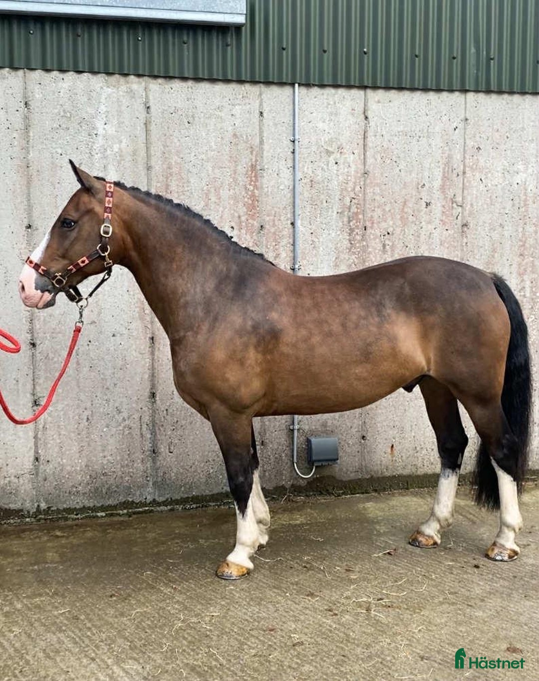 Hoppning hästar till salu: Welsh gelding 140cm i Ljungby - Annons 11