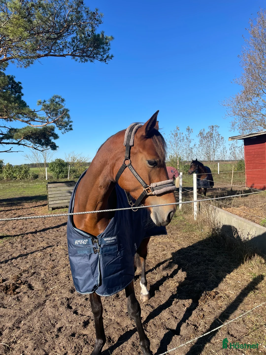 Hoppning hästar till salu: Superfint sto  i Åhus - Annons 2