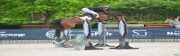Hoppning hästar till salu: Fremtidig GP ponni tilsalgs - Annons 6