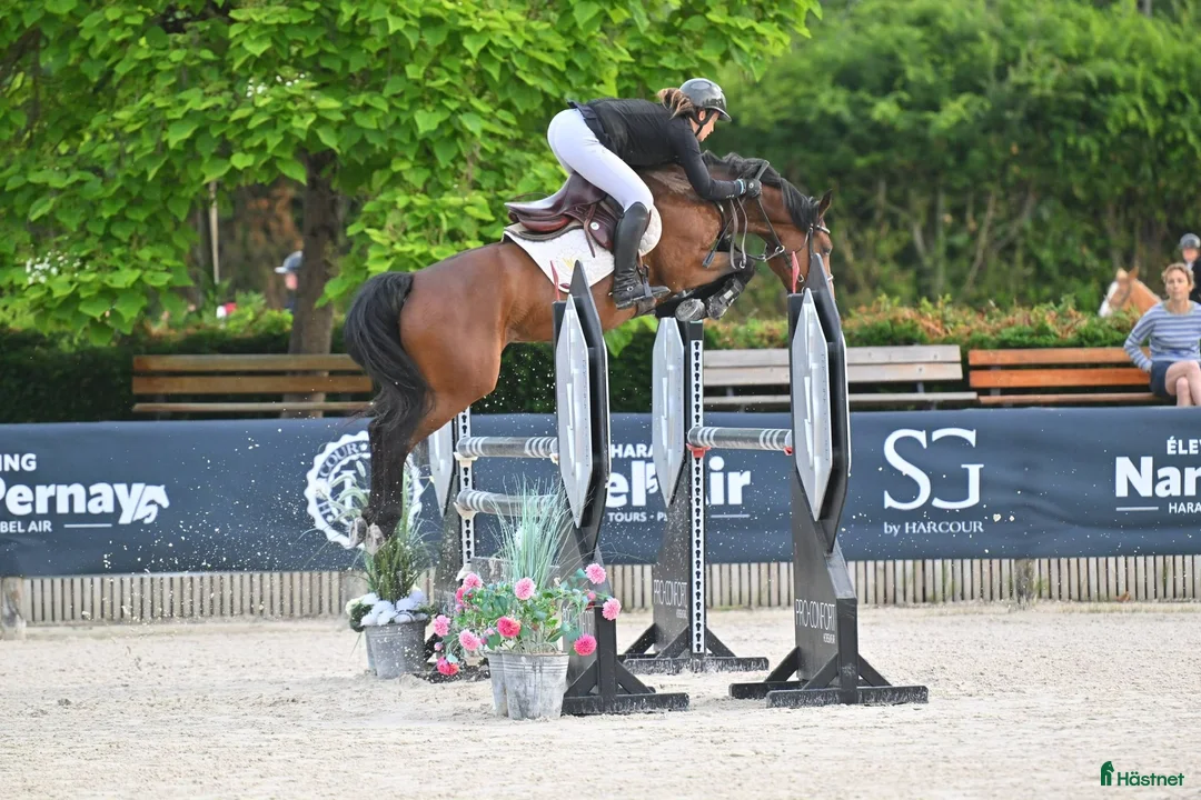 Hoppning hästar till salu: Fremtidig GP ponni tilsalgs - Annons 6