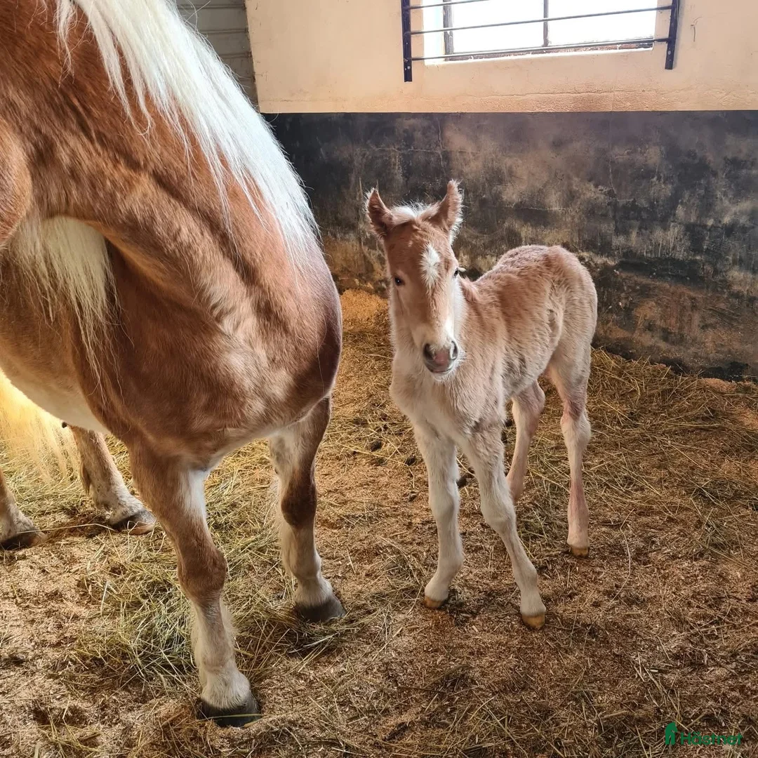 Allround hästar till salu: Fantastisk tjej att forma själv  i Bälinge - Annons 8