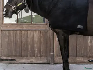 Täcken hästutrustning Fleece hals i Askim - Annons 12