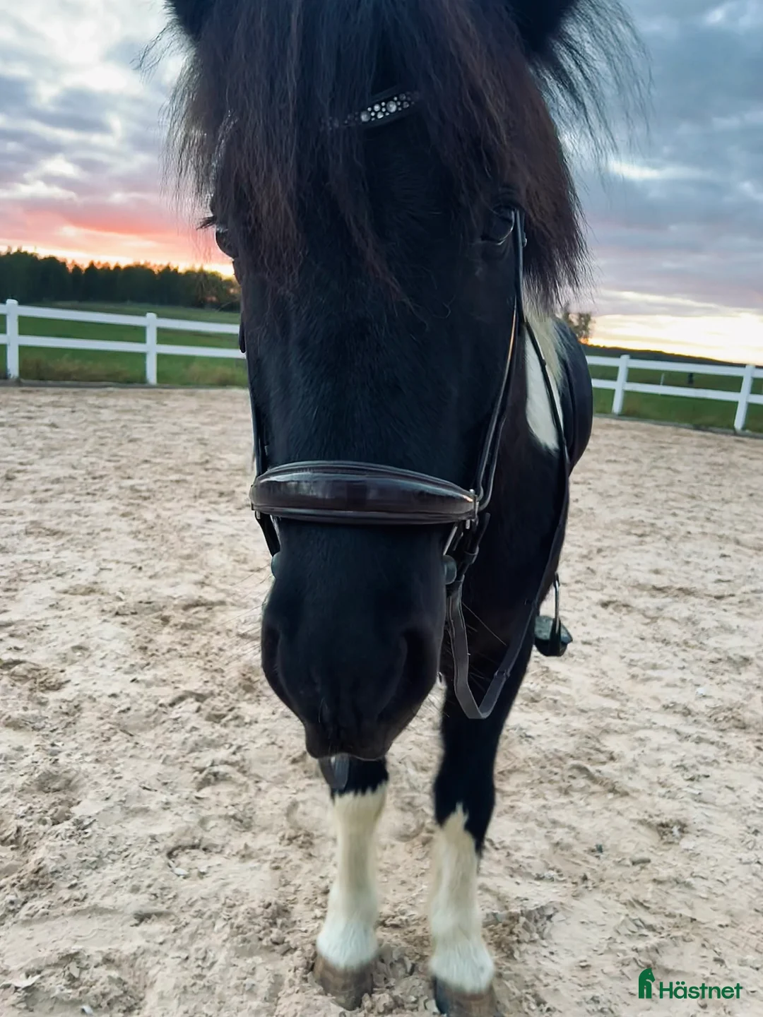  medryttarhäst finnes: Söker medryttare till isis i Norrköping - Annons 2