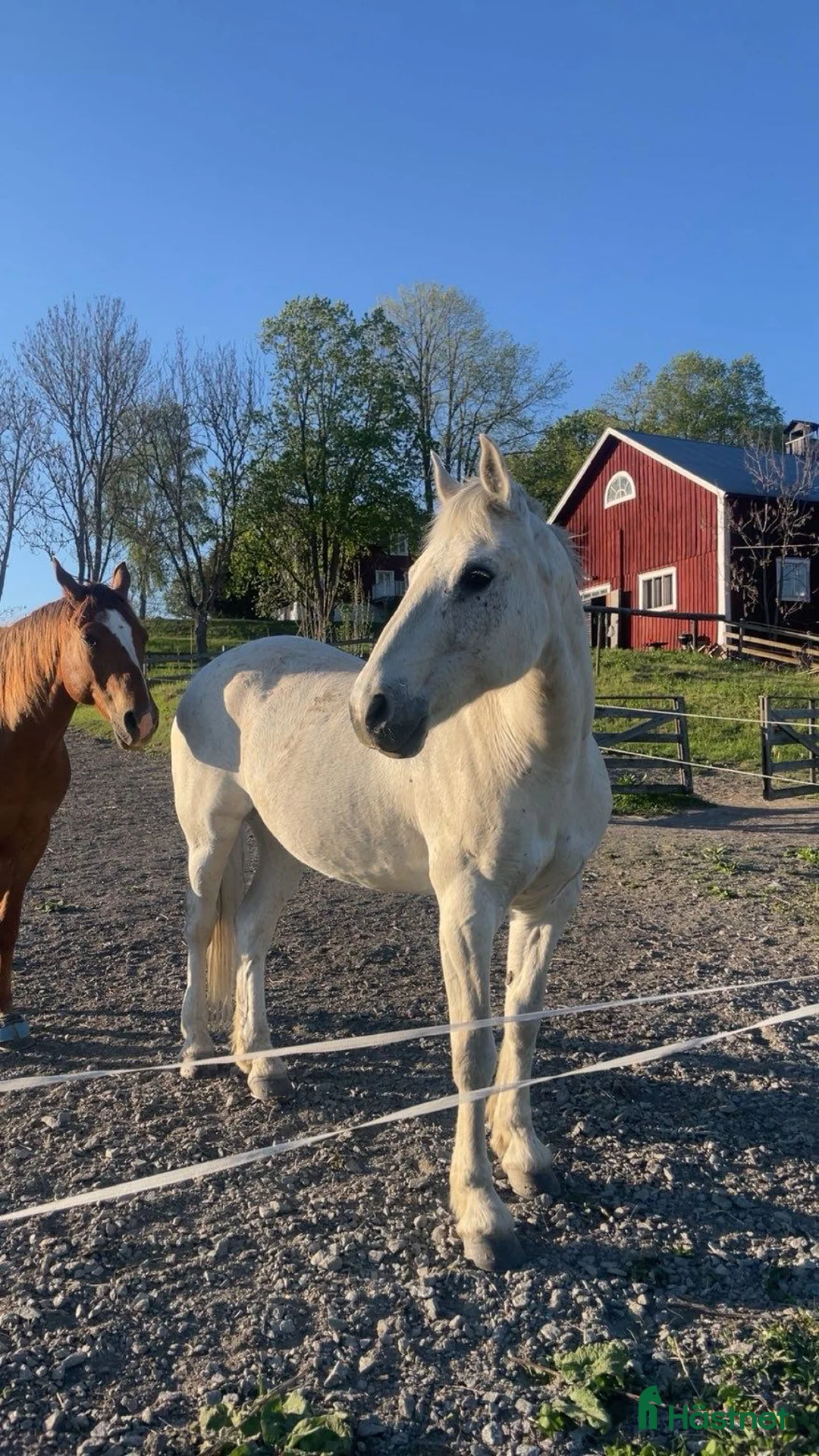 Allround hästar till salu: Vår fina läromästare söker nytt hem! i Knivsta - Annons 2