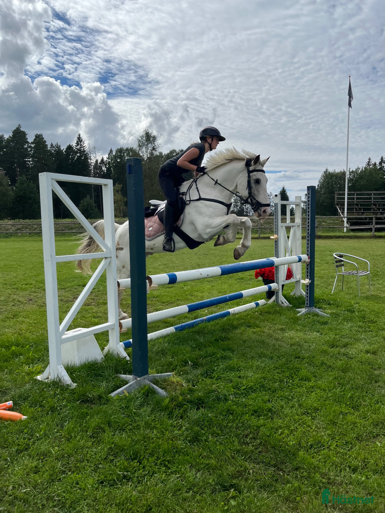 Allround hästar till salu: Maxad D ponny som syns i mängden - Annons 1