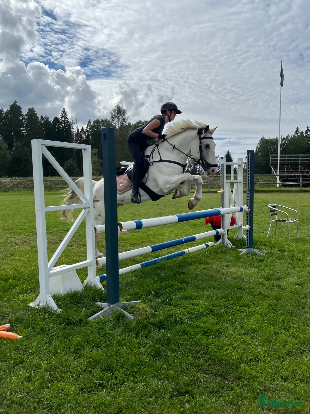 Allround hästar till salu: Maxad D ponny som syns i mängden - Annons 1