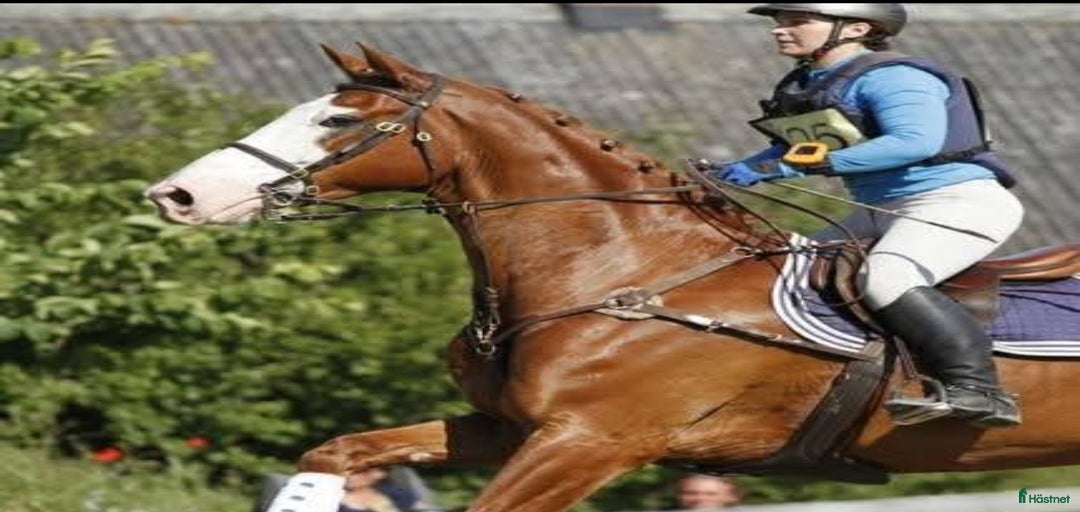 Galleribild {{count}}