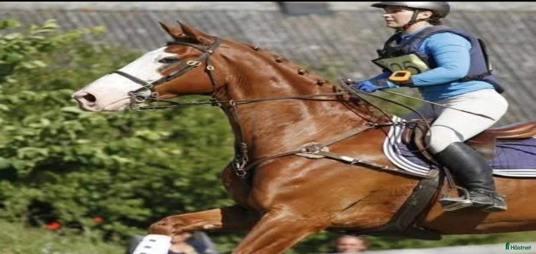 Galleribild {{count}}