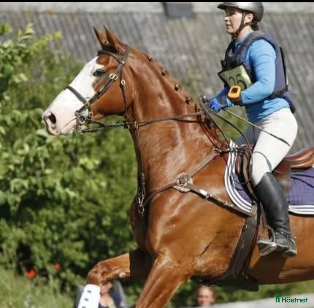 Galleribild {{count}}