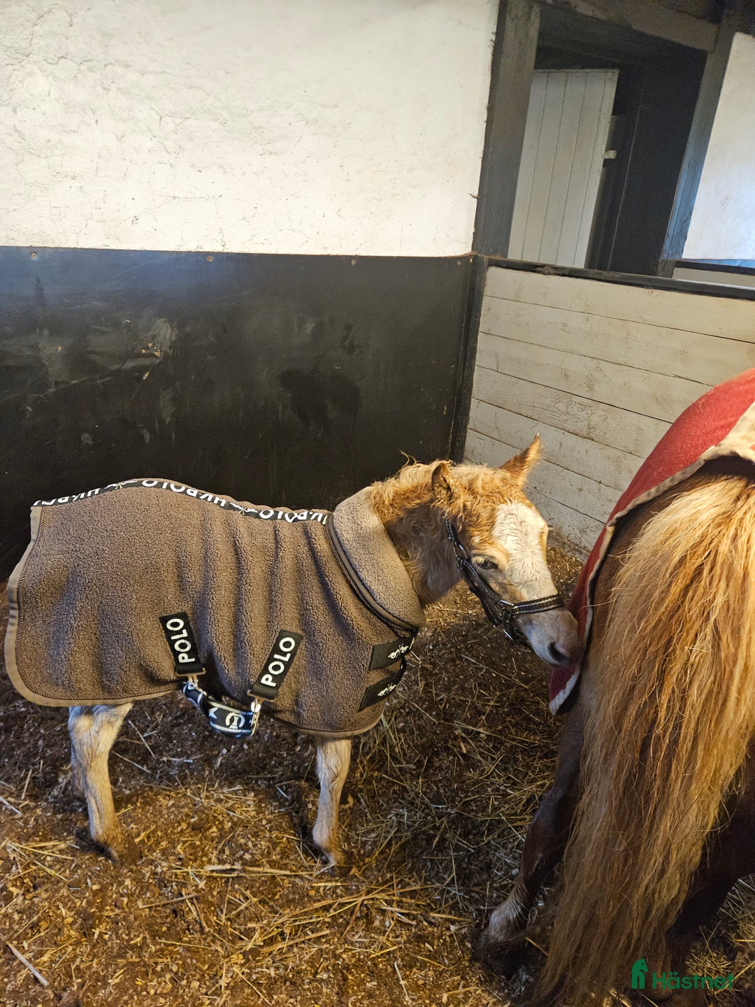 Allround hästar till salu: Trevligt sto med vilja att lära i Nol - Annons 4