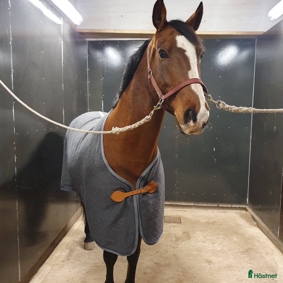 Täcken hästutrustning till salu: Ulltäcke storlek 145 cm * NYTT * i Tranås - Annons 2