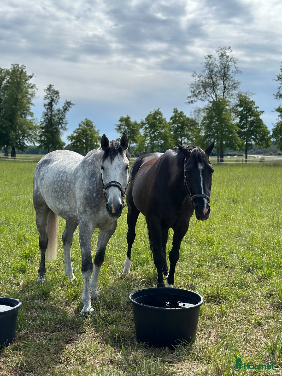  stallplats finnes: Inridning , utbildning, försäljning och tävling - Annons 4