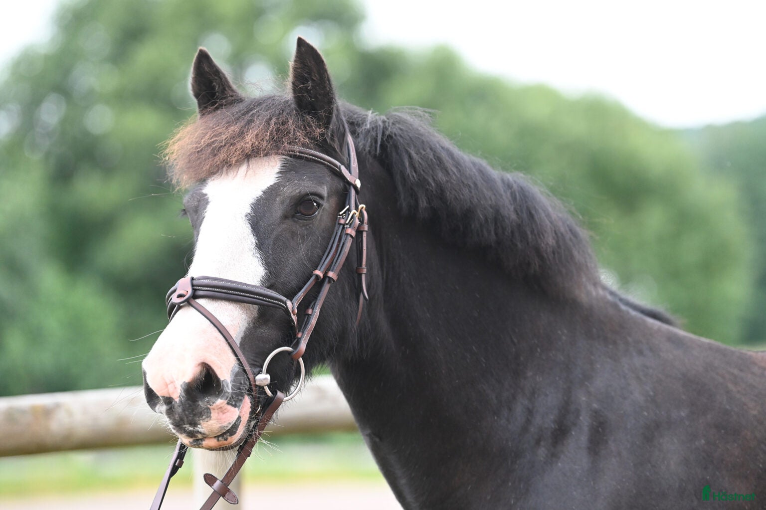  hästar Härlig ponny  - Annons 15