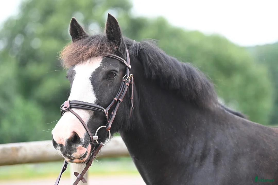 Allround hästar till salu: Härlig ponny  - Annons 1