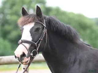 hästar Härlig ponny - Annons 6