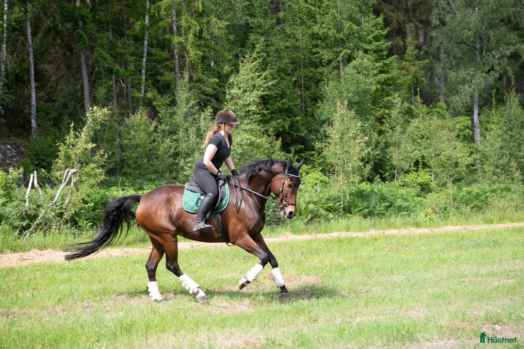  medryttarhäst finnes: Betalande medryttare sökes  - Annons 2