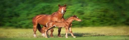  hästjobb finnes: Looking for an experienced foaling manager Ireland i Stockholm - Annons 1