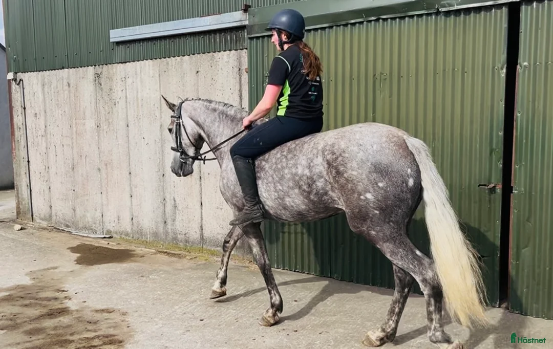 Allround hästar till salu: Allrounder horses i Ljungby - Annons 19