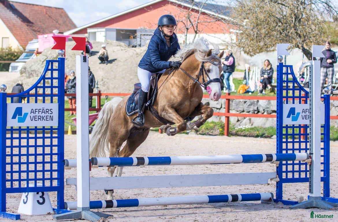  hästservice 🌟 Försäljningshästar sökes! 🌟 i Karlskrona - Annons 17