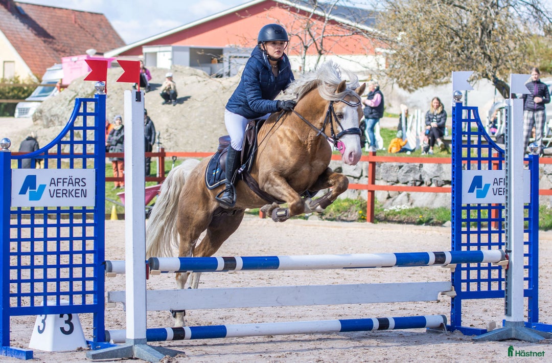 hästservice finnes: 🌟 Försäljningshästar sökes! 🌟 i Karlskrona - Annons 1