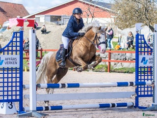 hästservice 🌟 Försäljningshästar sökes! 🌟 i Karlskrona - Annons 17