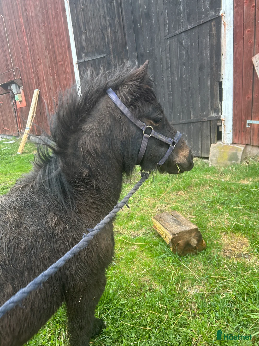 Allround hästar till salu: 2st shettisgrabbar ♥️ Säl*es/ Byt*es!  i Grästorp - Annons 2