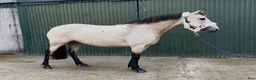 Allround hästar till salu: Beautiful Connemara mare! - Annons 6