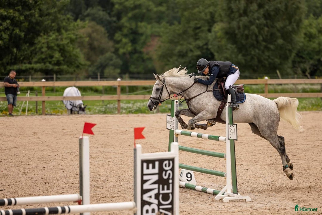 Hoppning hästar till salu: Stabil och erfaren läromästare i hoppning i Värnamo - Annons 2