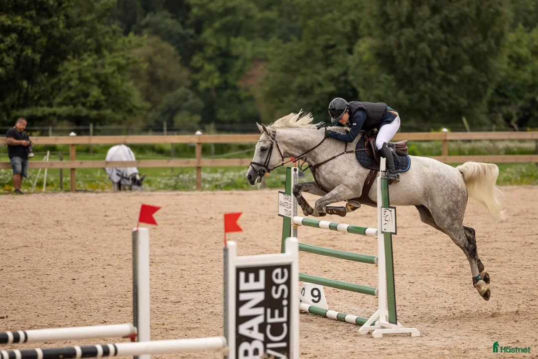 Hoppning hästar till salu: Stabil och erfaren läromästare i hoppning i Värnamo - Annons 2